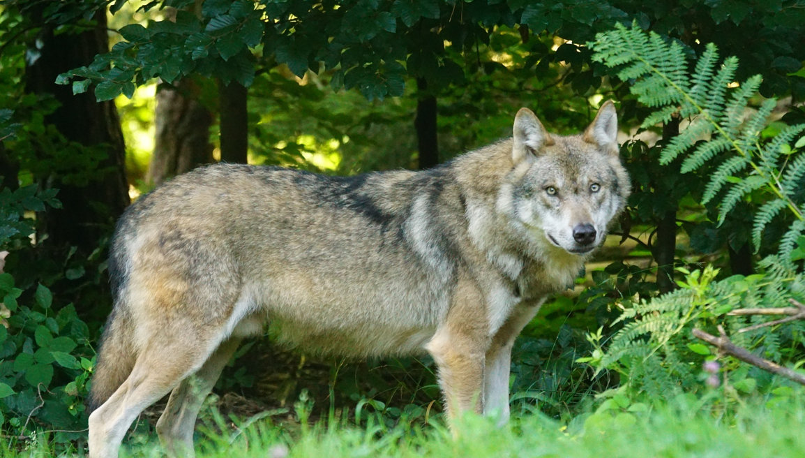 Naukowcy z Uniwersytetów Gdańskiego i Warszawskiego stwierdzili, że wilki, zjadając dziki zarażone ASF, nie stają się nosicielami wirusa