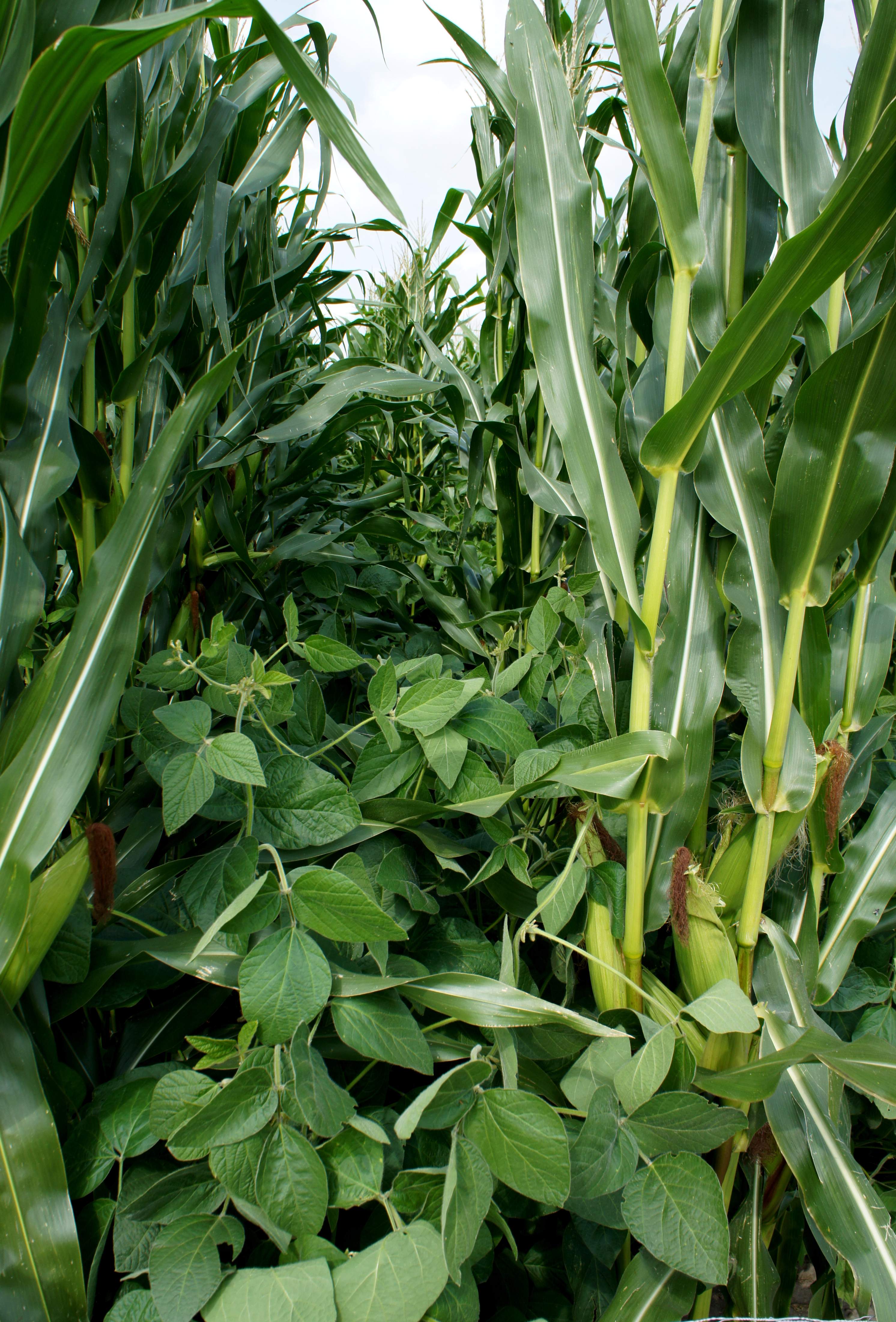 Poletko współrzędowej uprawy kukurydzy z soją w 2012 r. na Dniach Soi i Cebuli w Henrykowie
