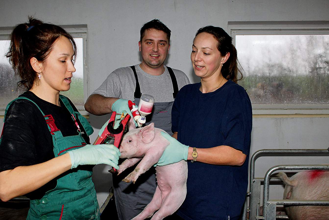 Eksperci uważają, że taniej jest szczepić świnie niż później je leczyć, nie mówiąc o pogorszeniu wyników produkcyjnych na skutek choroby