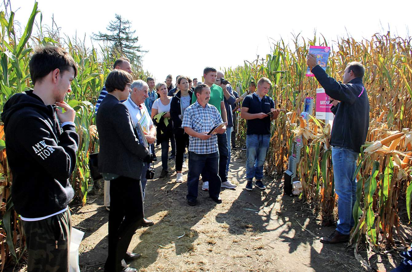 Podczas Dnia Kukurydzy w Grubnie niedaleko Chełmna, rolnicy mieli okazję porównać stan kilkudziesięciu odmian kukurydzy. Poletka demonstracyjne są otwarte dla rolników przez cały okres wegetacji