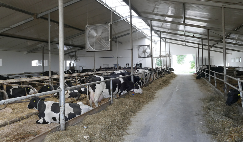 Dobrostan krów to w gospodarstwie państwa Juskowiaków kwestia priorytetowa. Jednym z jego elementów jest połączenie obory z zewnętrzną wiatą z wygodnym legowiskiem i stołem paszowym