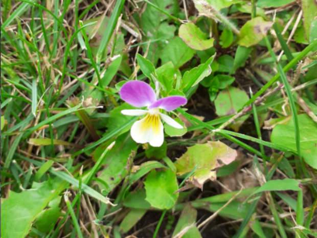 Fiołek trójbarwny (Viola tricolor) jest jedną z roślin wskaźnikowych gleby kwaśnych