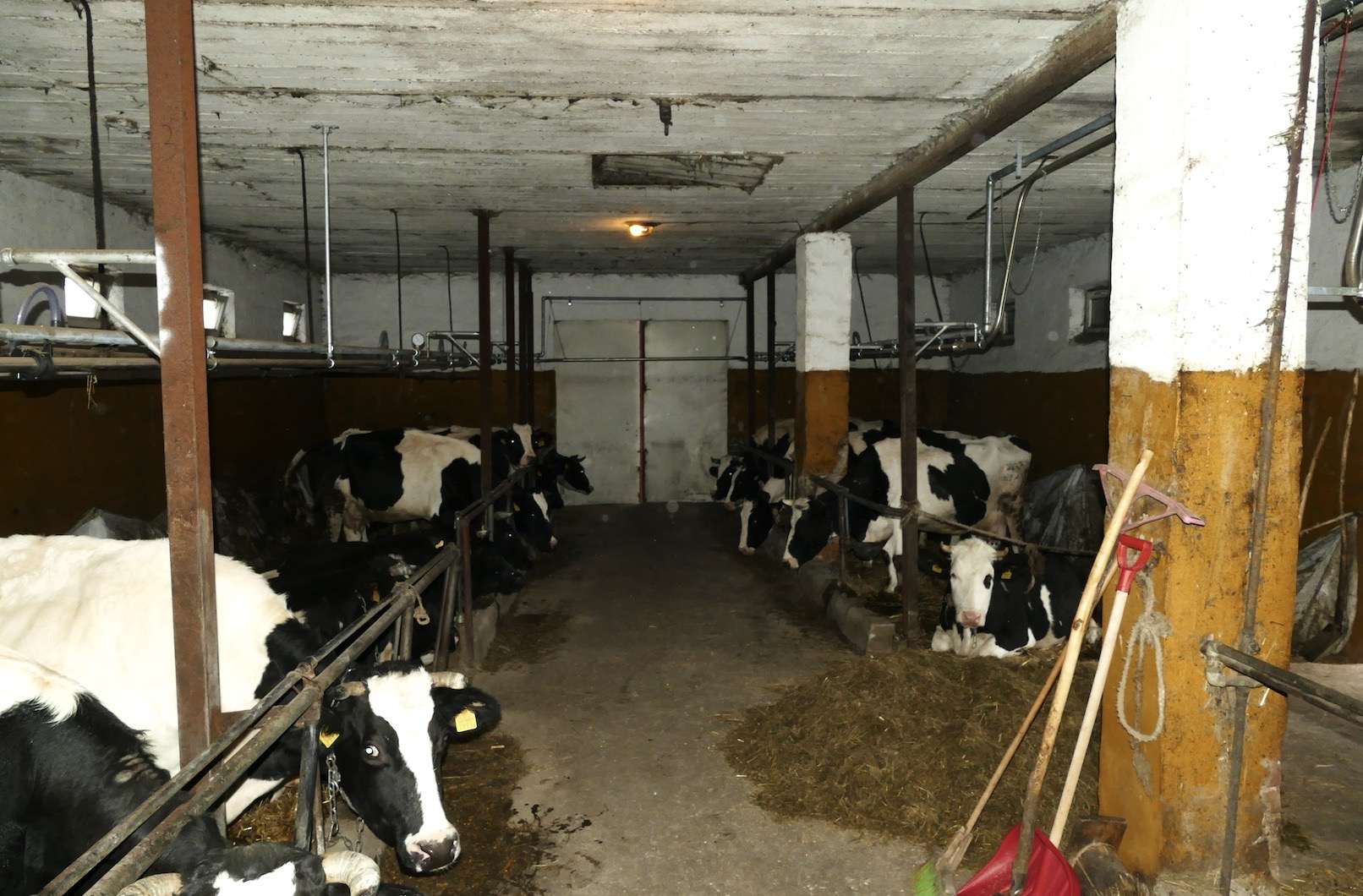 W oborze dla krów jest tylko 21 stanowisk. Sztuki zasuszone przenoszone są więc do budynku z opasami
