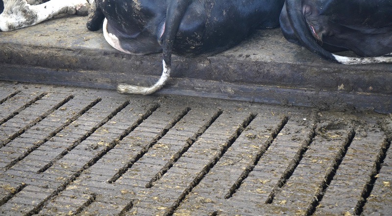 Dwa lata temu hodowcy przeprowadzili zabieg frezowania posadzki rusztowej, co – jak mówią – znacznie poprawiło komfort przemieszczania się krów po oborze
