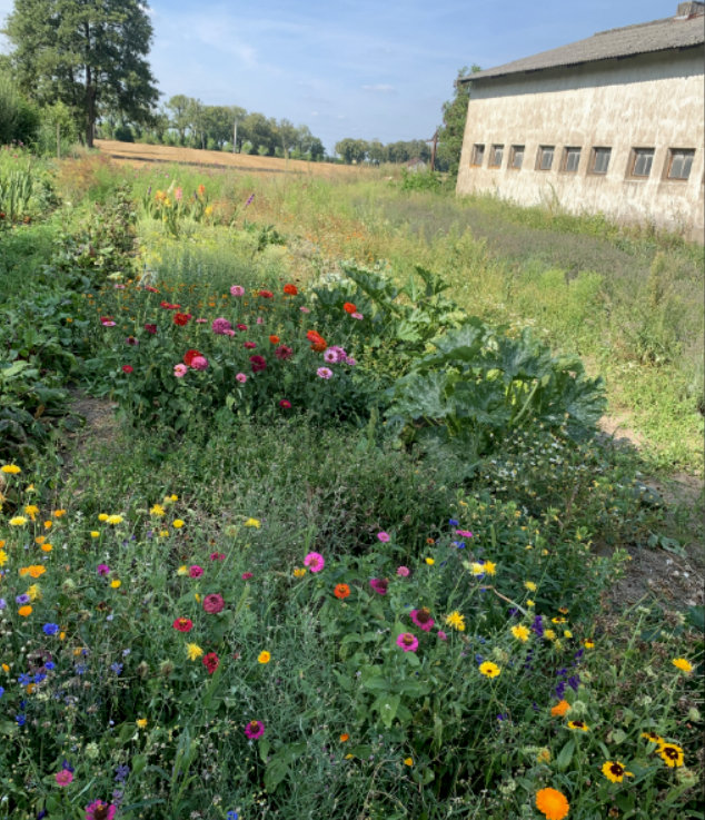 To fragment drugiej części ogrodu na niewielkim polu – wśród warzyw Donata sadzi tam jadalne kwiaty i zioła – nagietki, rumianek, bazylię, majeranek, chabry, dziurawiec, krwawnik, koper, estragon, melisaęi lawendę