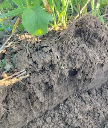 O gleby trzeba odpowiednio zadbać i wówczas choć nie ma się najlepszych klasowo gleb, można liczyć na zadowalające plony, dużym atutem jest to, że kilka godzin po deszczu można spokojnie wjeżdżać w pole i siać