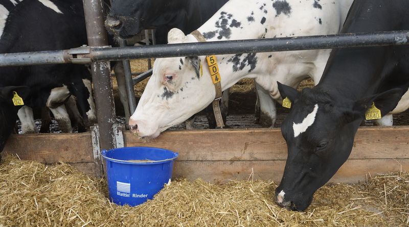 Dawka pokarmowa dla krów – od dwóch dekad – uzupełniana jest premiksami firmy Blattin – MX1 i M9 2 dla młodzieży dorastającej i jałowic, Super Premium – dedykowane najlepszym stadom