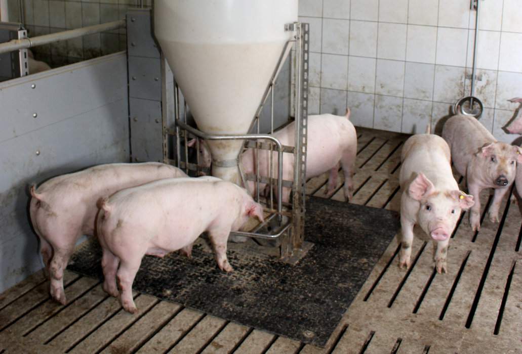 Gatunek oraz jakość zbóż użytych do produkcji pasz dla świń decydują o opłacalności tuczu