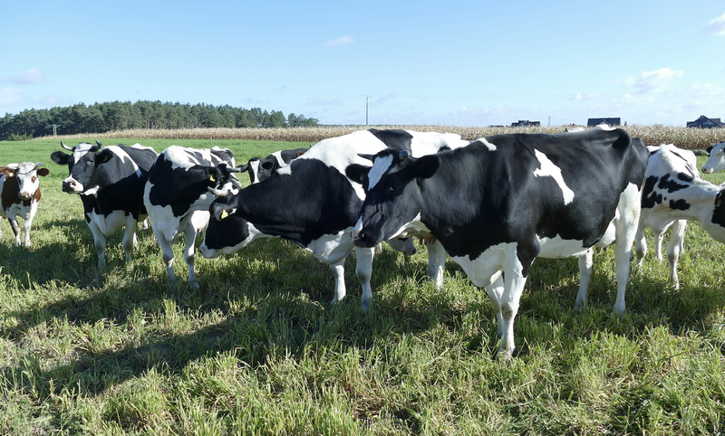 Gdy skończą się trawy, krowy doskonale wykorzystują poplony, jak na przykład mieszankę jęczmienia z seradelą