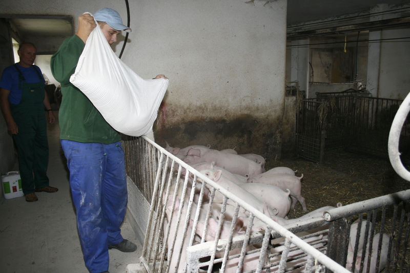Współczynnik wykorzystania paszy na kilogram przyrostu pogarsza się wraz z wiekiem świń. U tuczników powyżej 80 kg masy ciała przyrosty dzienne są znacznie mniejsze
