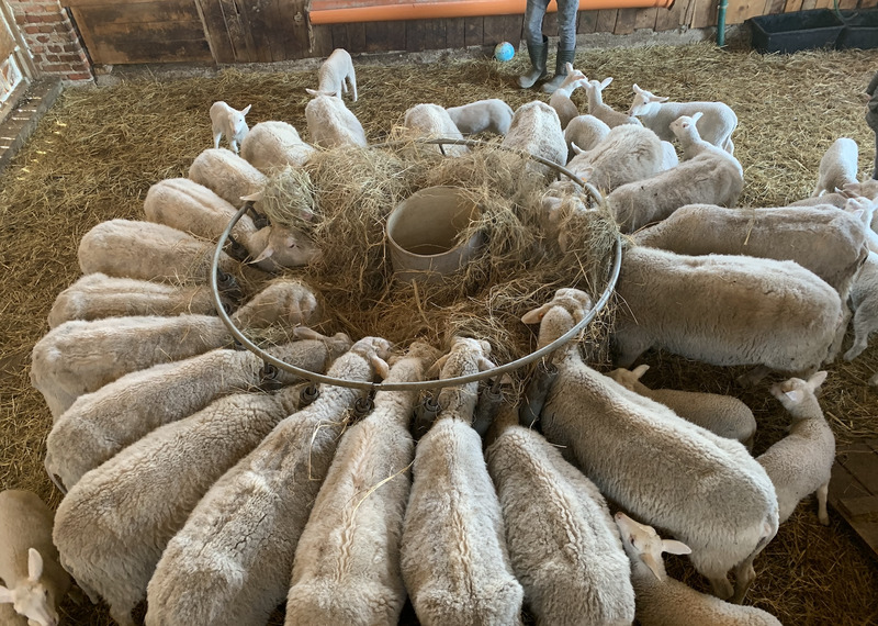 Owce utrzymywane są w zaadaptowanej stodole z planami na przeniesienie ich do budowanej właśnie owczarni