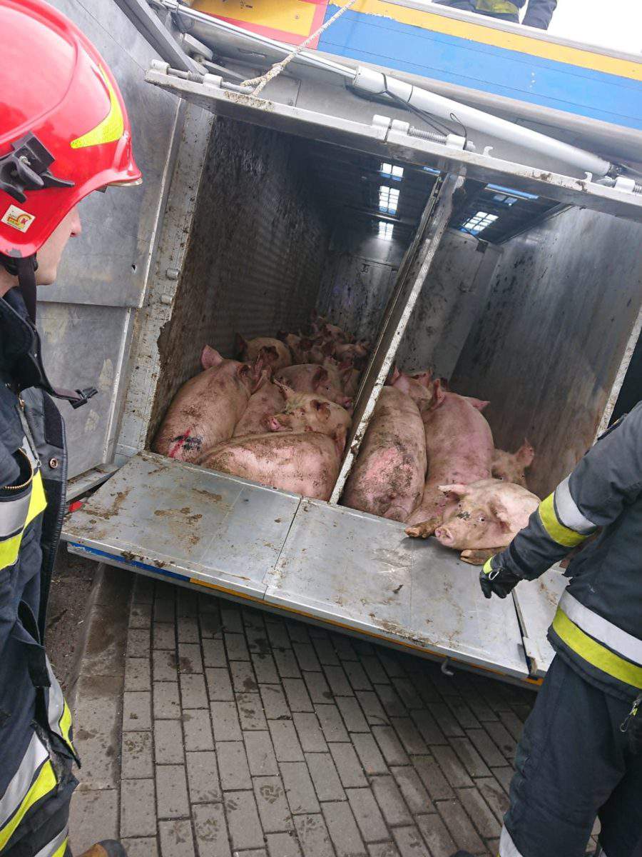 Horror 160 świń uwięzionych w ciężarówce, która miała wypadek 