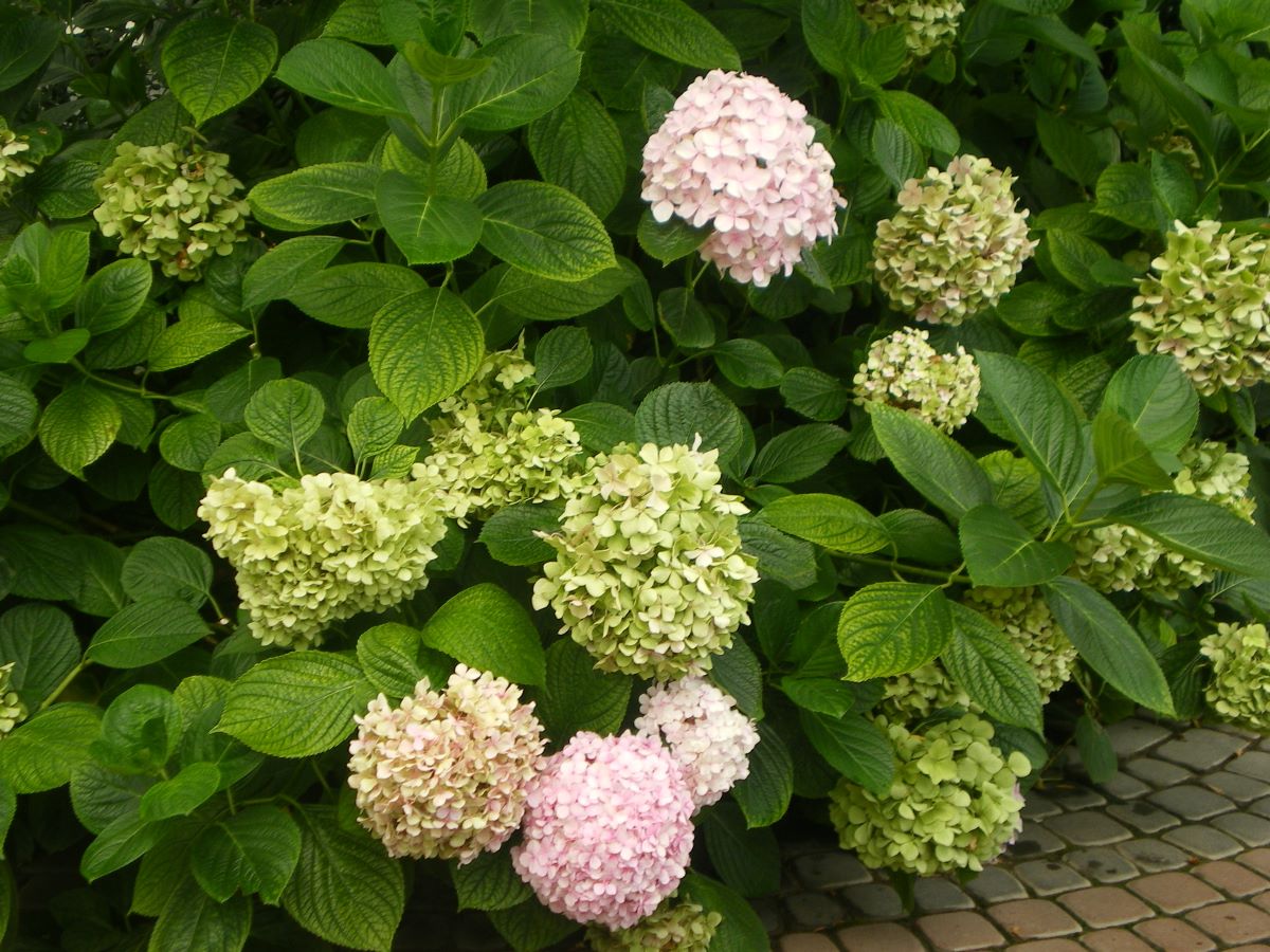 Botaniczna nazwa hortensji ogrodowej brzmi Hydrangeama crophylla, co w wolnym tłumaczeniu oznacza „żądna wilgoci"