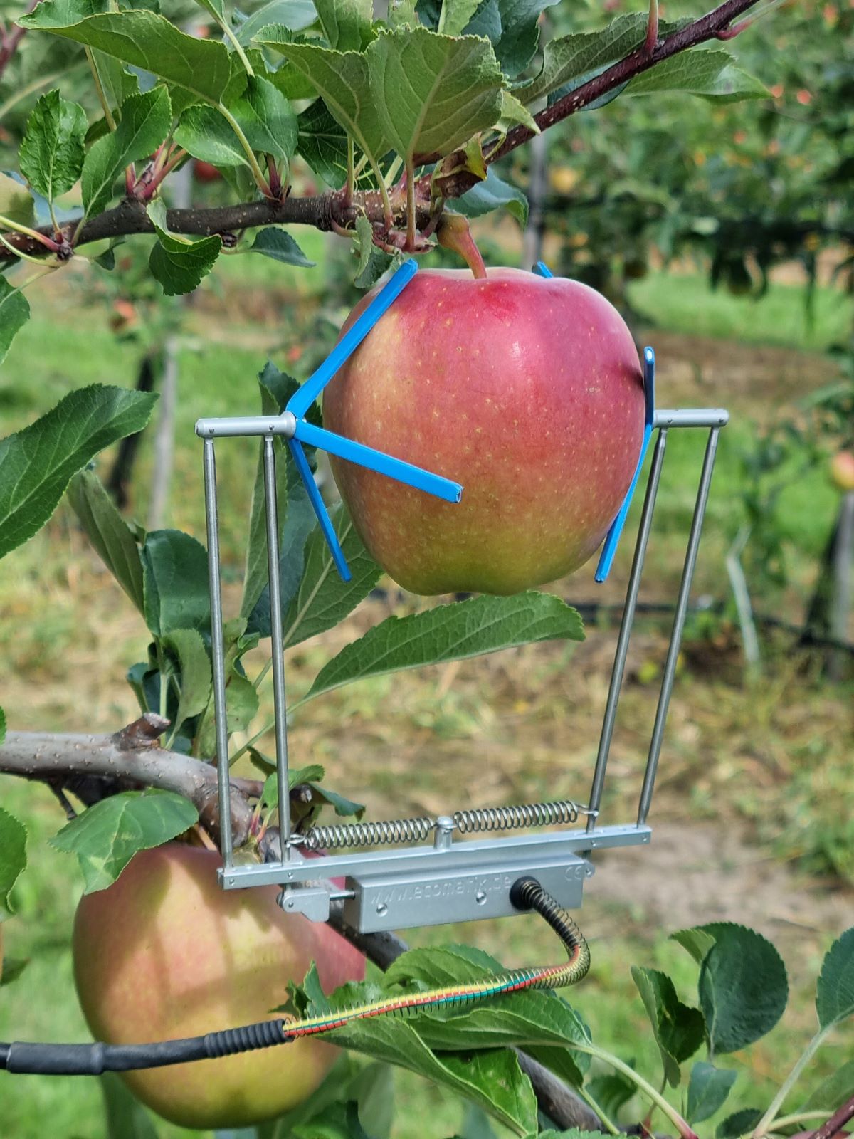 Czujnik mierzący dynamikę przyrostu średnicy owoców