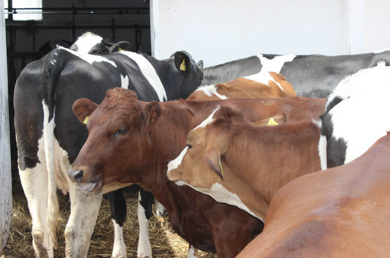 Dodatek chronionej lizyny dla krów w okresie przejściowym może przyczynić się do poprawy kondycji zdrowia macicy