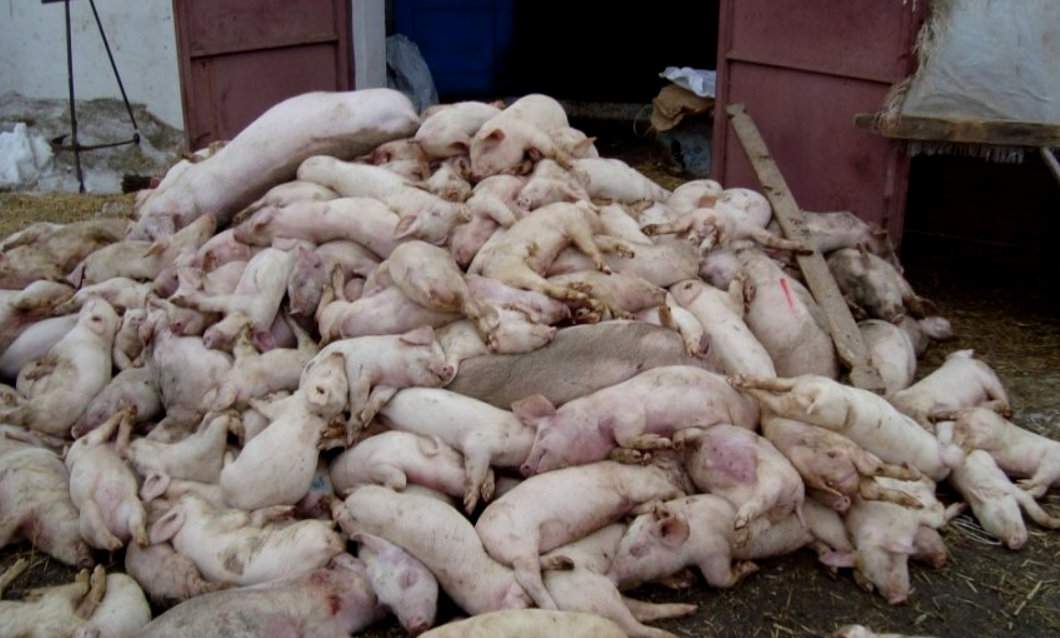 W normalnych warunkach padłe bądź zabite świnie trafiają do zakładów utylizacyjnych, jednak trzeba pamiętać, że wydajność takich firm jest ograniczona i może wystąpić problem, gdy liczba ognisk jest ogromna