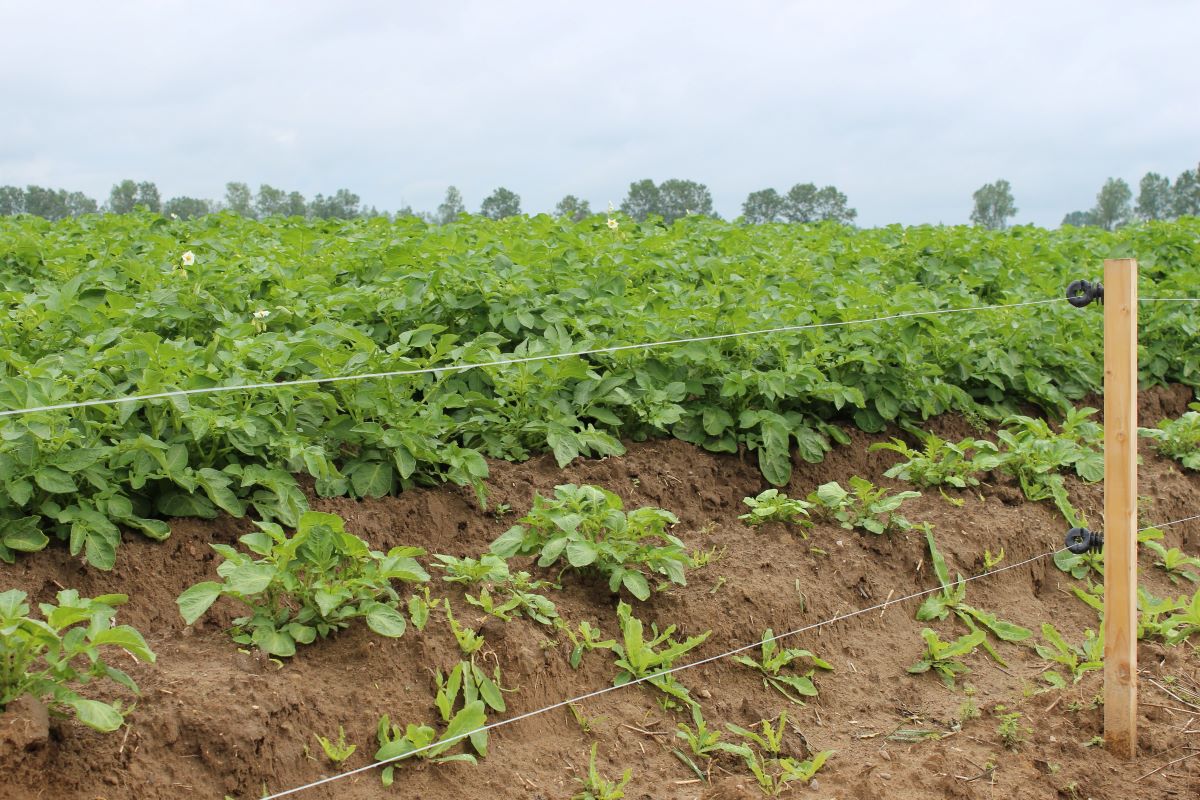 Za najskuteczniejszą metodę odstraszania dzików i zapobiegania stratom w kukurydzy i ziemniakach uchodzą ogrodzenia elektryczne