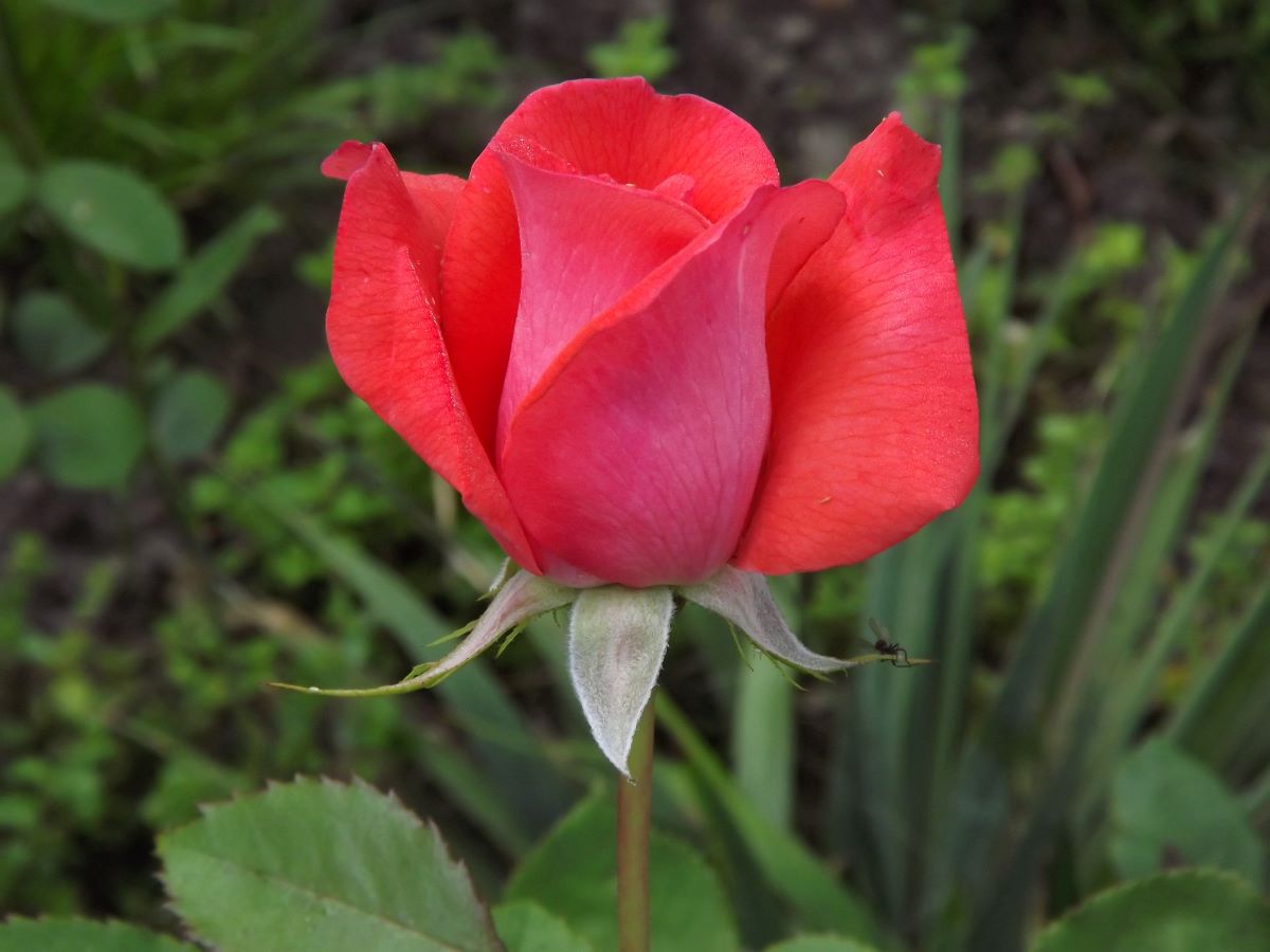 Historia róży sięga 5000 lat. Kwiaty te pochodzą prawdopodobnie z Chin, gdzie jest ich największa różnorodność