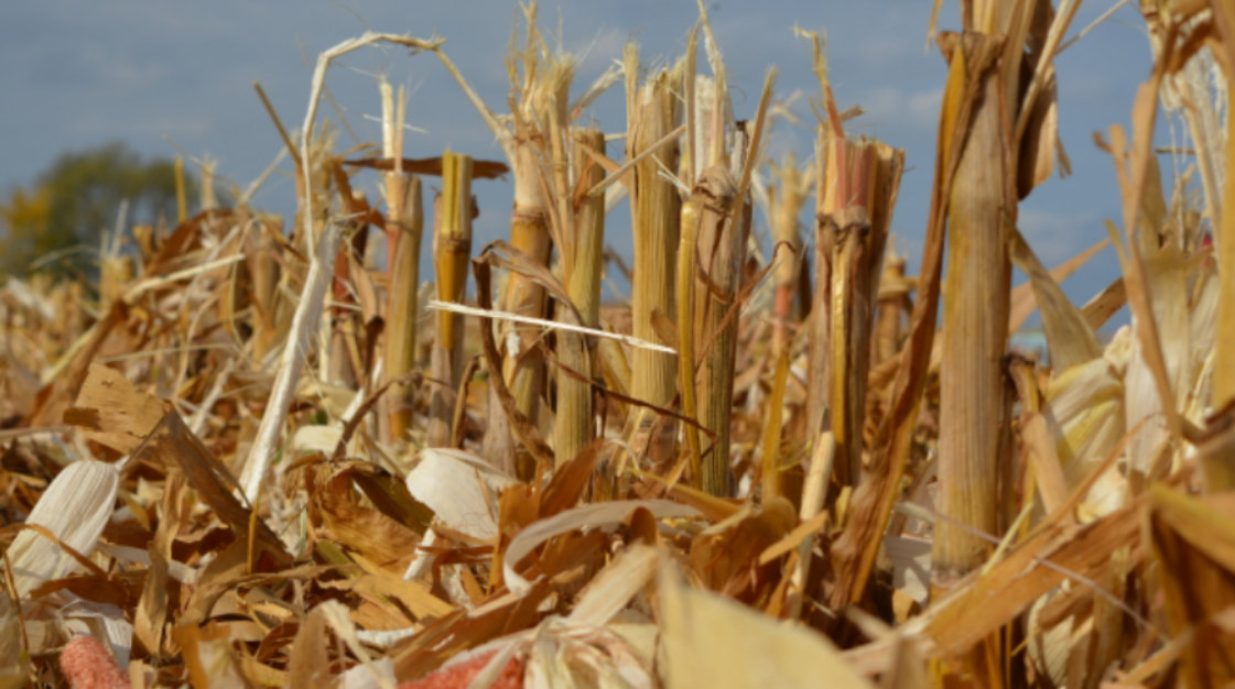 Po zbiorze kukurydzy ziarnowej na polu zostaje nawet 10 ton suchej masy resztek pożniwnych, które powinny rozłożyć się jak najszybciej i nie utrudniać rozwoju roślin następczych. Słoma z kukurydzy zawiera w suchej masie ok.: 1,19% N, 0,20% P, 1,87% K, 0,40% Ca i 0,28% Mg, ale w pierwszym roku po przyoraniu słomy uwalnia się tylko część składników pokarmowych – najwięcej potasu (50–60%), azotu (30–40%), a najmniej fosforu (15–25%). Uwalnianie reszty składników może trwać 3–4 lata