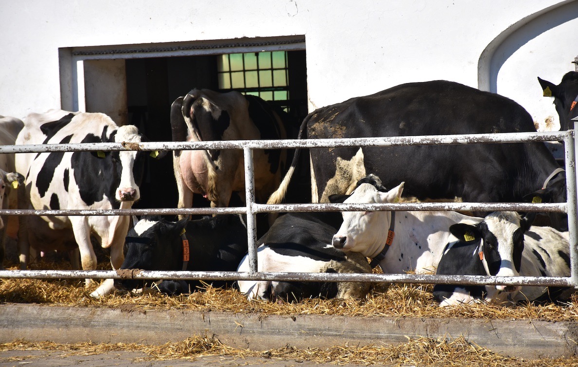 Krowy, które nie chodzą na halę udojową, a więc zasuszone i z grupy przedwycieleniowej korzystają ze zmodernizowanych obór z możliwością wyjścia na okólniki
