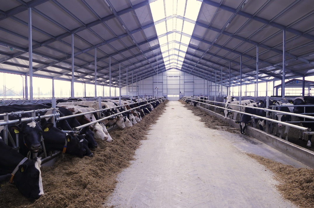Bezuwięziową obora (o wymiarach 81 x 36 m), przeznaczona jest docelowo dla 300 krów