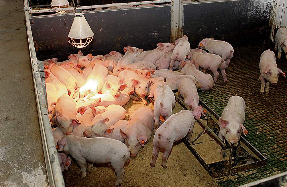 Niewłaściwa forma mieszanki oraz jej złe zadawanie przyczyniają się do straty paszy, która jest największym kosztem w produkcji świń