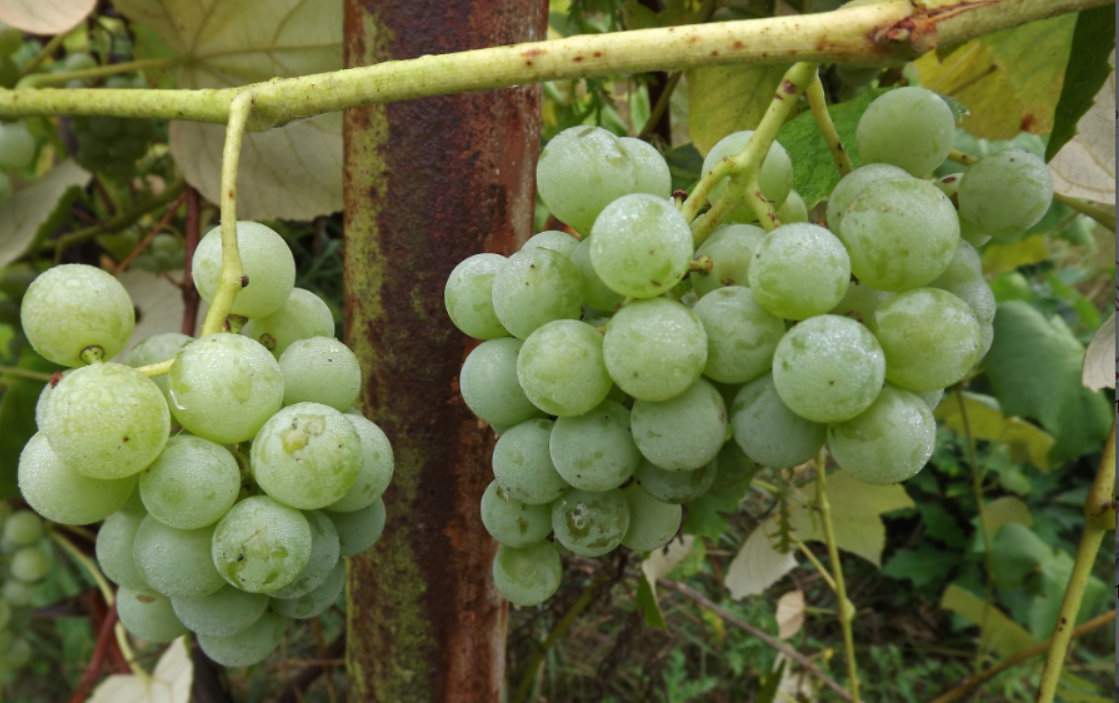 Letnia lustracja winorośli i ochrona przed mączniakiem prawdziwym i rzekomym pozwolą ocalić plon owoców. Choroby te mogą spowodować spadek plonu nawet o 90%