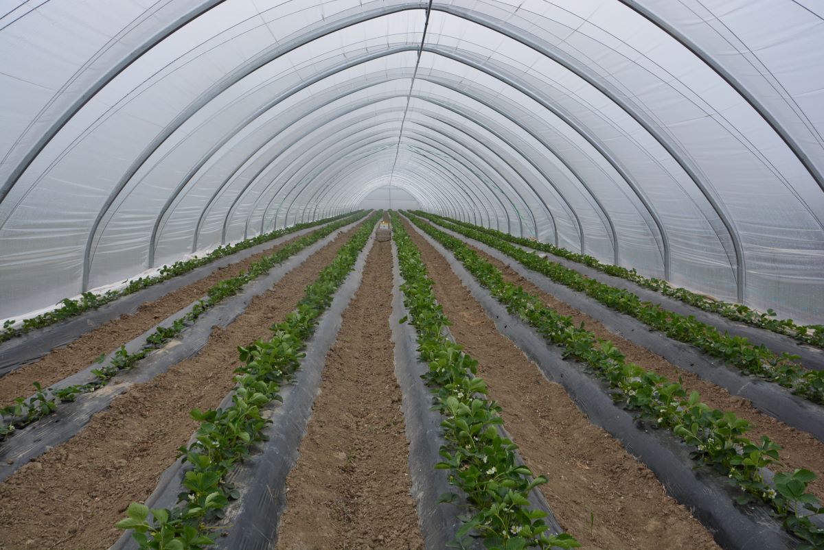 Plantacja truskawek prowadzona w tunelu foliowym