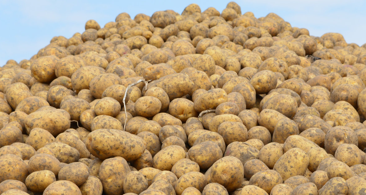 Do długotrwałego przechowywania ziemniaki powinny być odpowiednio przygotowane i przebrane, suche i z dojrzałą skórką. Jedna chora albo uszkodzona bulwa stanie się ogniskiem rozwoju chorób przechowalniczych i dużych