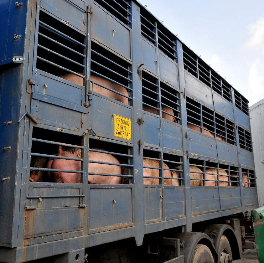 Jak pokazuje przykład Chin, wirus afrykańskiego pomoru świń bardzo łatwo można rozwieźć po kraju wraz z transportem żywych zwierząt