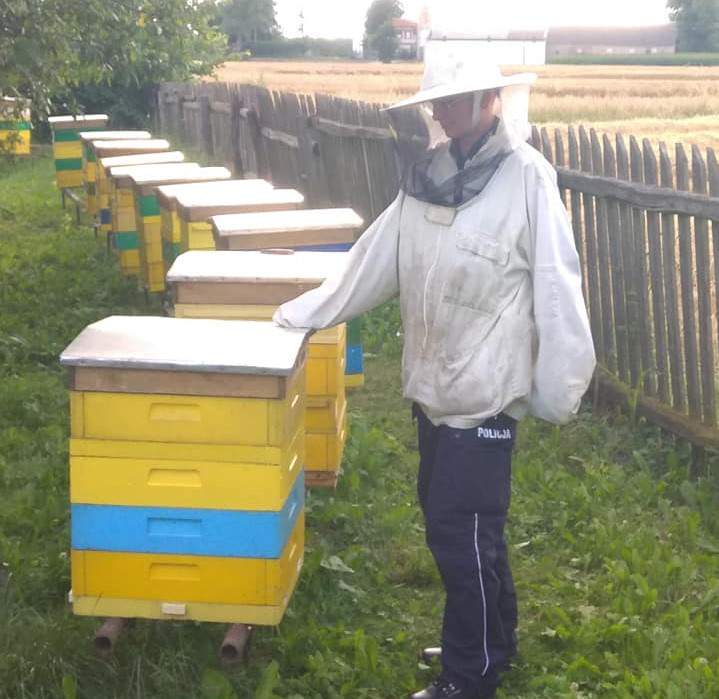 Rolnik spod Wągrowca (woj. wielkopolskie) stanie przed sądem. Używał środków ochrony roślin, które wybiły pszczele rodziny z 85 uli. Hodowcy wycenili straty na 60 tys. zł. Rolnikowi grozi nawet do 5 lat pozbawienia wolności.