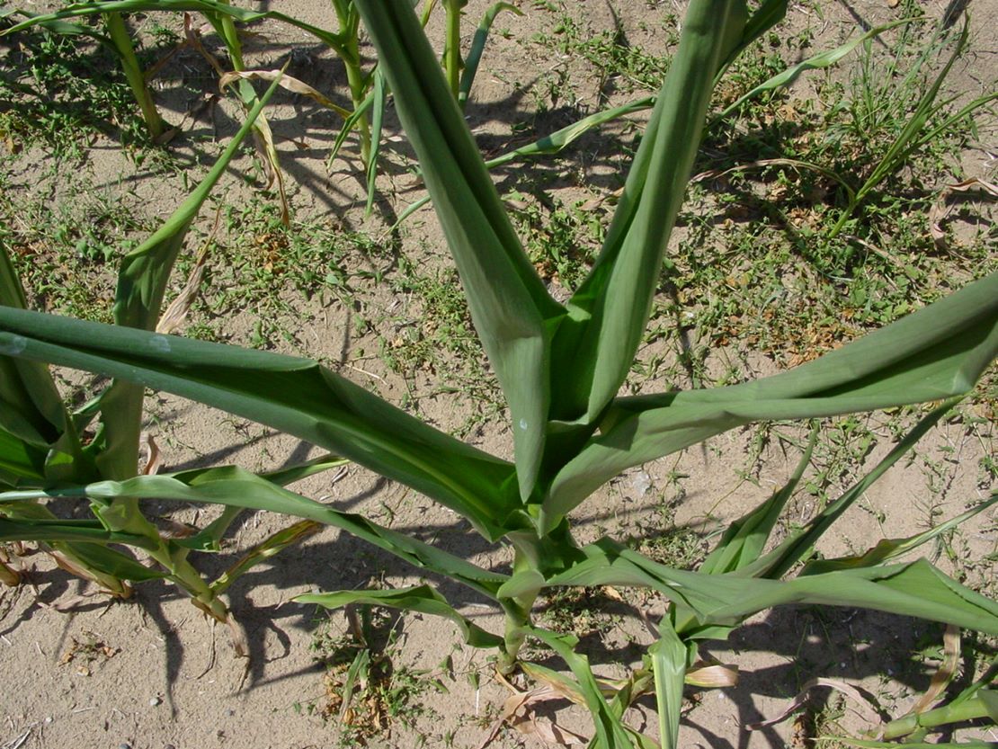 W warunkach suszy kukurydza broni się przed utratą wody i turgoru zwijając liście w rurki. Chce jak najszybciej zestarzeć się i wydać jakikolwiek plon generatywny. Fizjologię rośliny można jednak oszukać biostymulatorami i opóźnić tę reakcję na stres nawet o dwa tygodnie