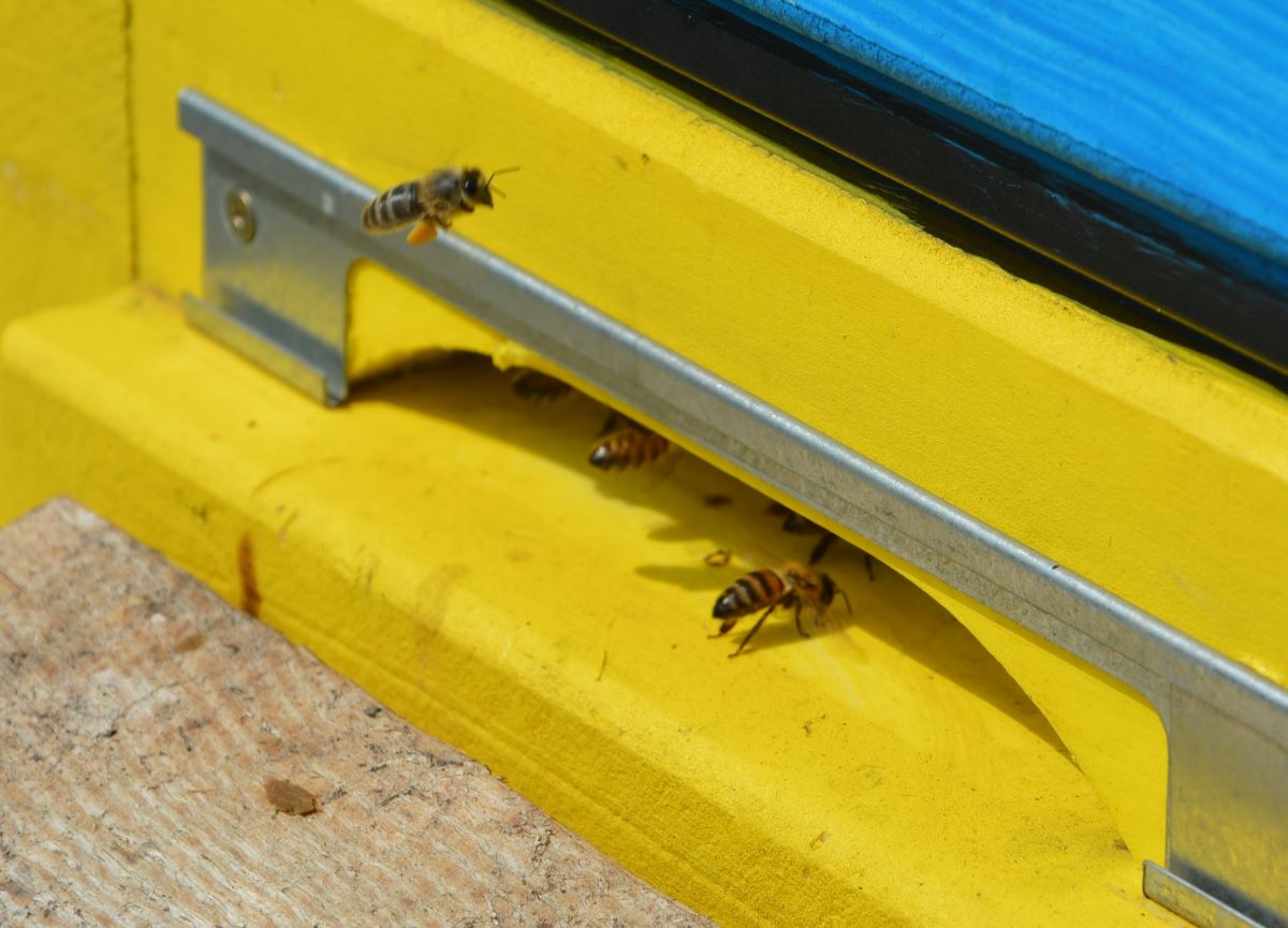 Pszczoły mogą przenosić na rośliny organiczny fungicyd​