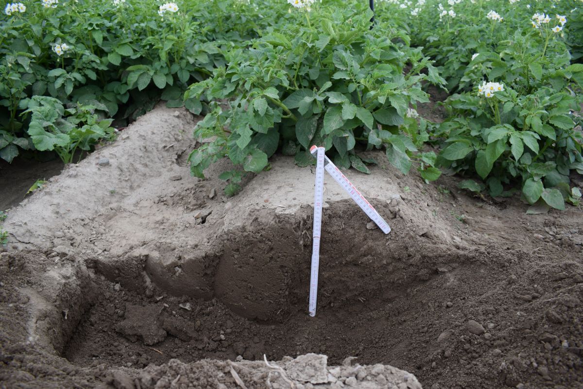 Bardzo ważne jest 30 centymetrów spulchnienia gleby – 15 cm nad sadzeniakiem i 15 cm pod​