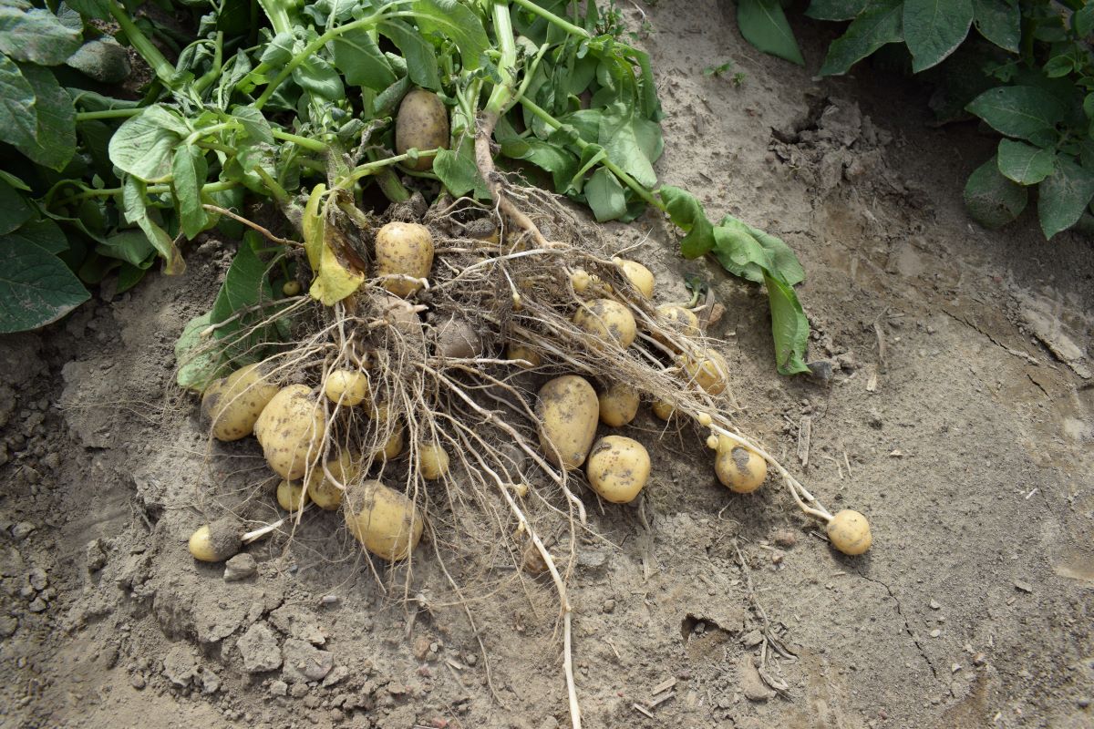 W tym roku na 200 ha posadzono trzy topowe i najbardziej pożądane w Polsce odmiany ziemniaków jadalnych o żółtym miąższu: Lilly, Vineta i Colomba