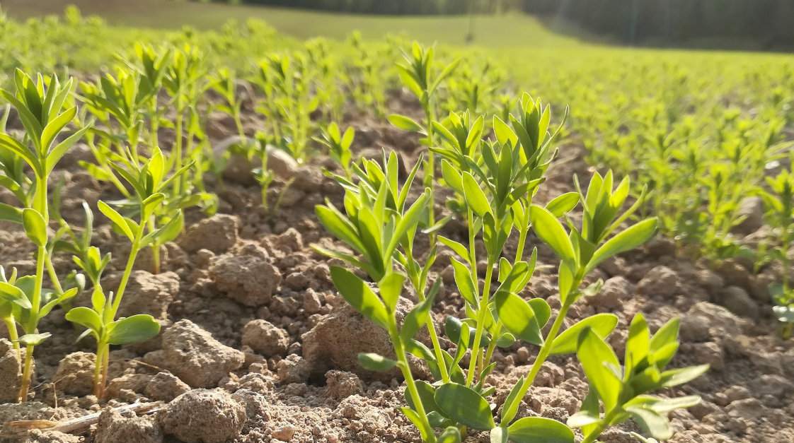 Trudne wschody lnu w gospodarstwie państwa Ropiaków w ubiegłym roku, ale pomimo suszy i nierównych wschodów, młode rośliny poradziły sobie i dały plon na poziomie 2 t/ha