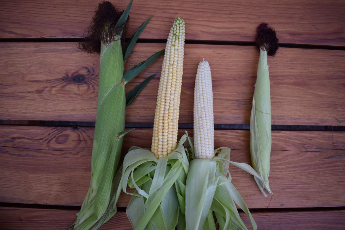W połowie sierpnia znacznie lepiej wykształcone kolby miała kukurydza z siewu pod folią (dwie kolby na zdjęciu po lewej stronie)