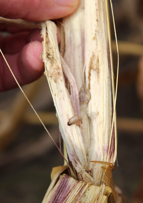 Z końcem wegetacji kukurydzy dorosłe gąsienice drążą kanał w kierunku nasadowej części łodyg na wysokości ok. 10 cm od ziemi i tam zimują w specjalnym oprzędzie