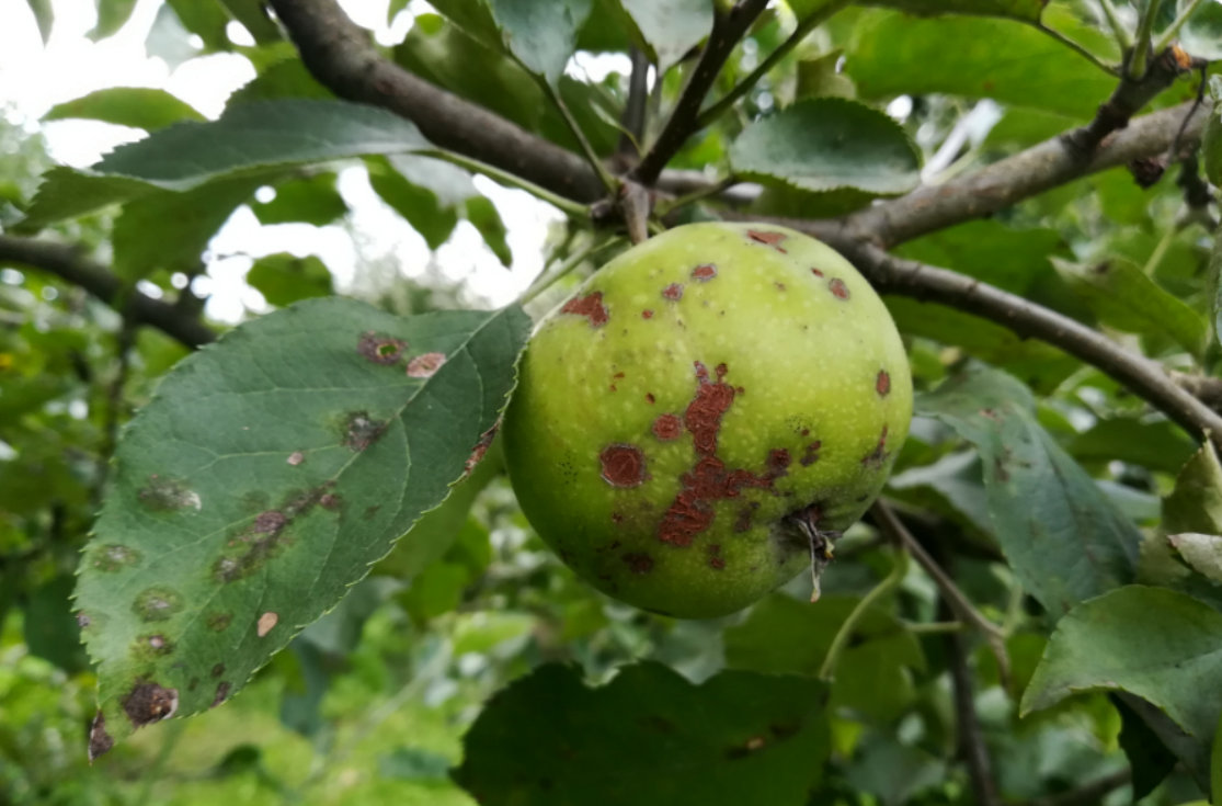 Liście porażone parchem jabłoni są źródłem przyszłorocznych wiosennych infekcji