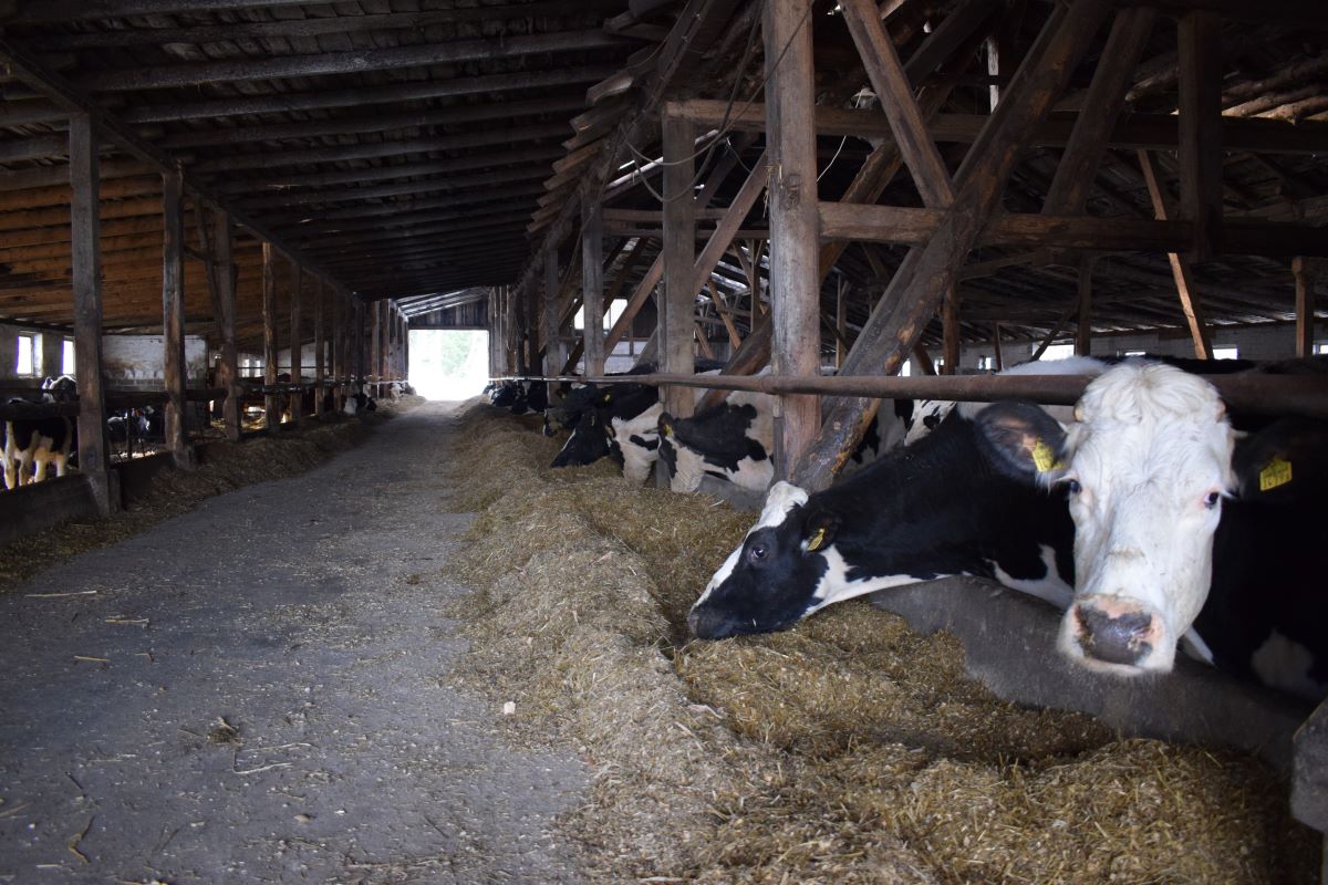 Właściciele gospodarstwa w 2010 roku zdecydowali się na produkcję mleka, żeby mieć stały i pewny dochód. Aktualnie w gospodarstwie przebywa ok. 200 sztuk bydła