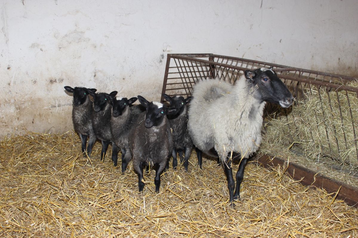 Owce romanowskie zmieniają barwę okrywy w ciągu swojego życia i są bardzo plenne, jak ta maciorka na zdjęciu z pięcioraczkami​