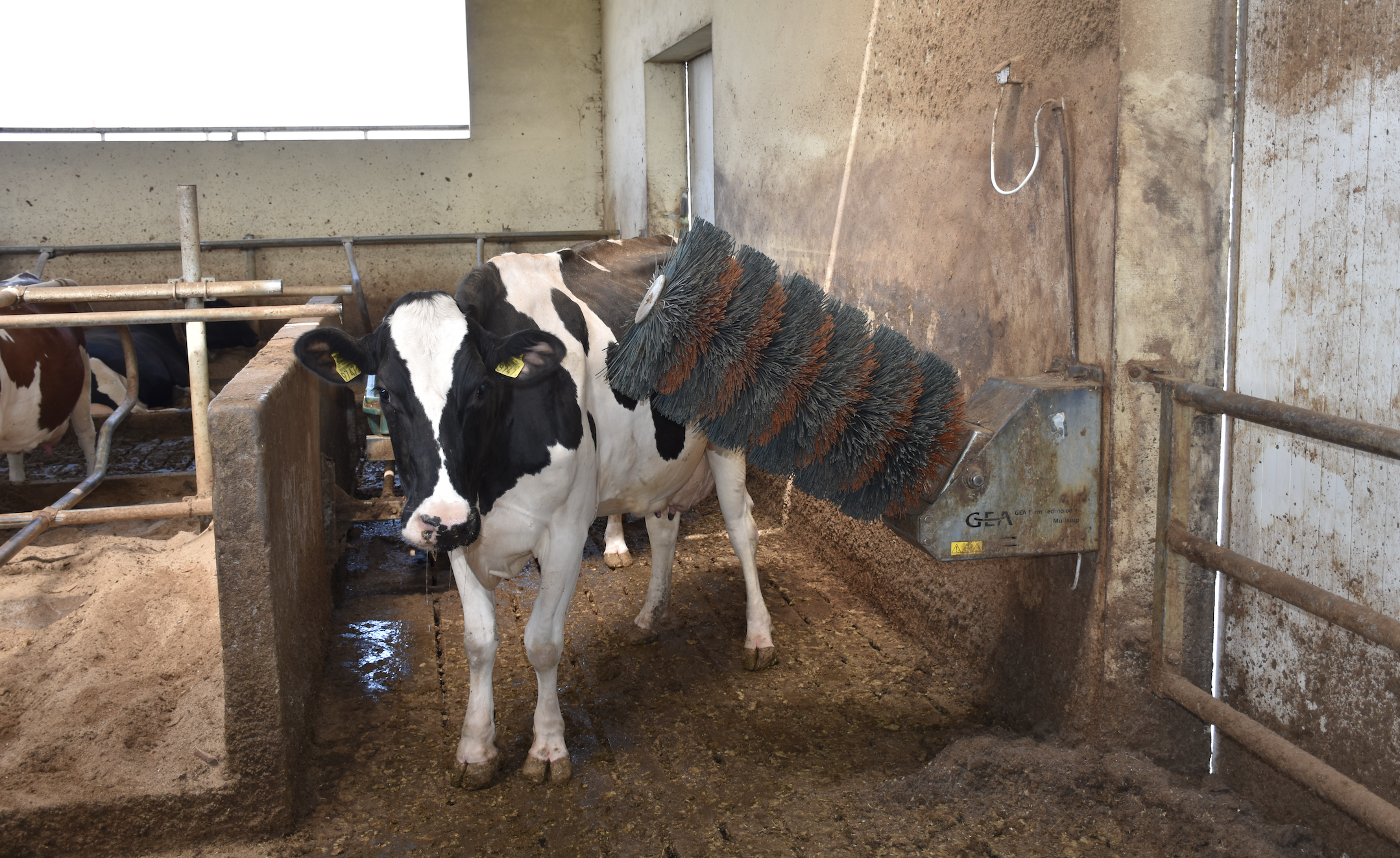 Krowy chętnie korzystają z automatycznego czochradła