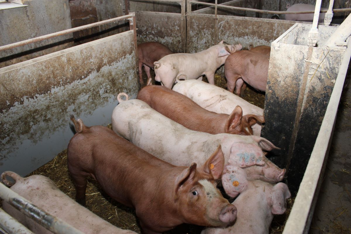 Wyniki uzyskiwane w rozrodzie czy tuczu zależą nie tylko od żywienia oraz warunków utrzymania, ale także w dużej mierze od genotypu świń wykorzystanych do krzyżowania
