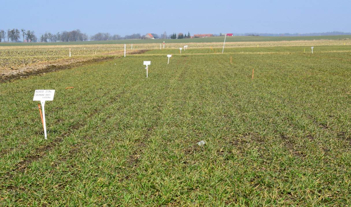 W sytuacji wydłużającej się jesieni, kiedy rozkład połowiczny zastosowanych herbicydów już się skończy, przewidziano w pszenicy korektę nalistną preparatem Traxos 50 EC w dawce 1,2 l/ha lub wiosną Avoxa 50 EC w dawce 1,8 l/ha, a w jęczmieniu ozimym Axial 50 EC 0,9 l/ha