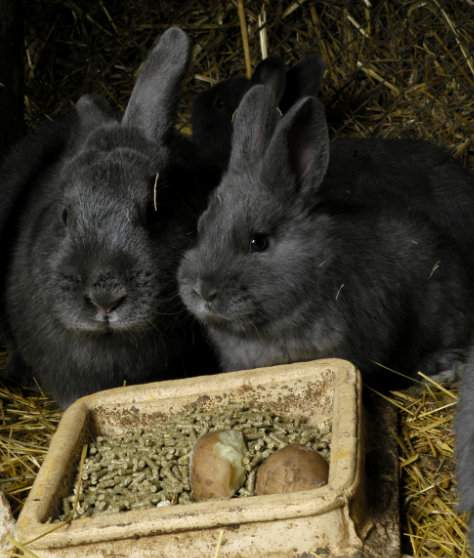 Dobrą paszą energetyczną dla królików w okresie zimowym są gotowane ziemniaki