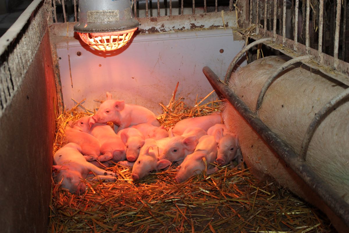 Wszystkie świnie, w tym na porodówkach, przebywają na płytkiej ściółce