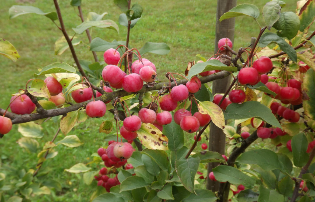 Rajska jabłoń to nie tylko walory dekoracyjne, lecz także owoce nadające się na przetwory
