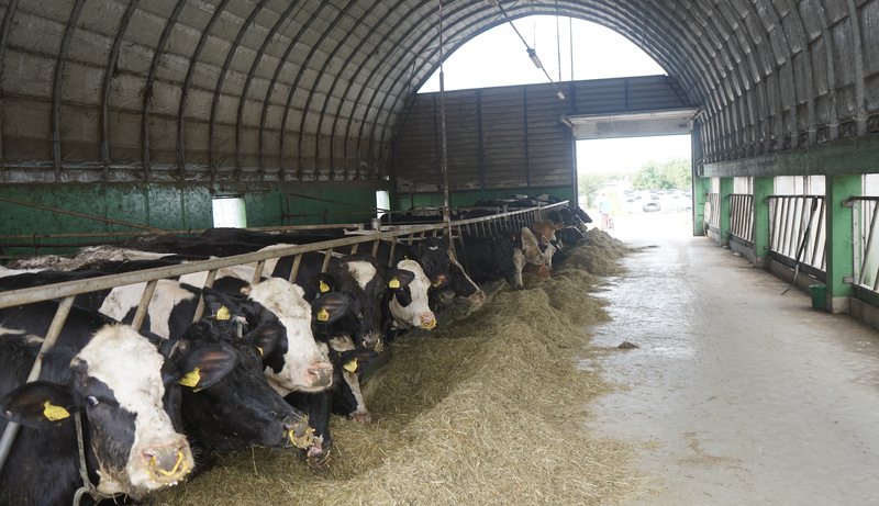 Jedną z ostatnich inwestycji jest hala łukowa o wymiarach 25 x 10 m, w której utrzymywane są krowy zasuszone oraz jałówki