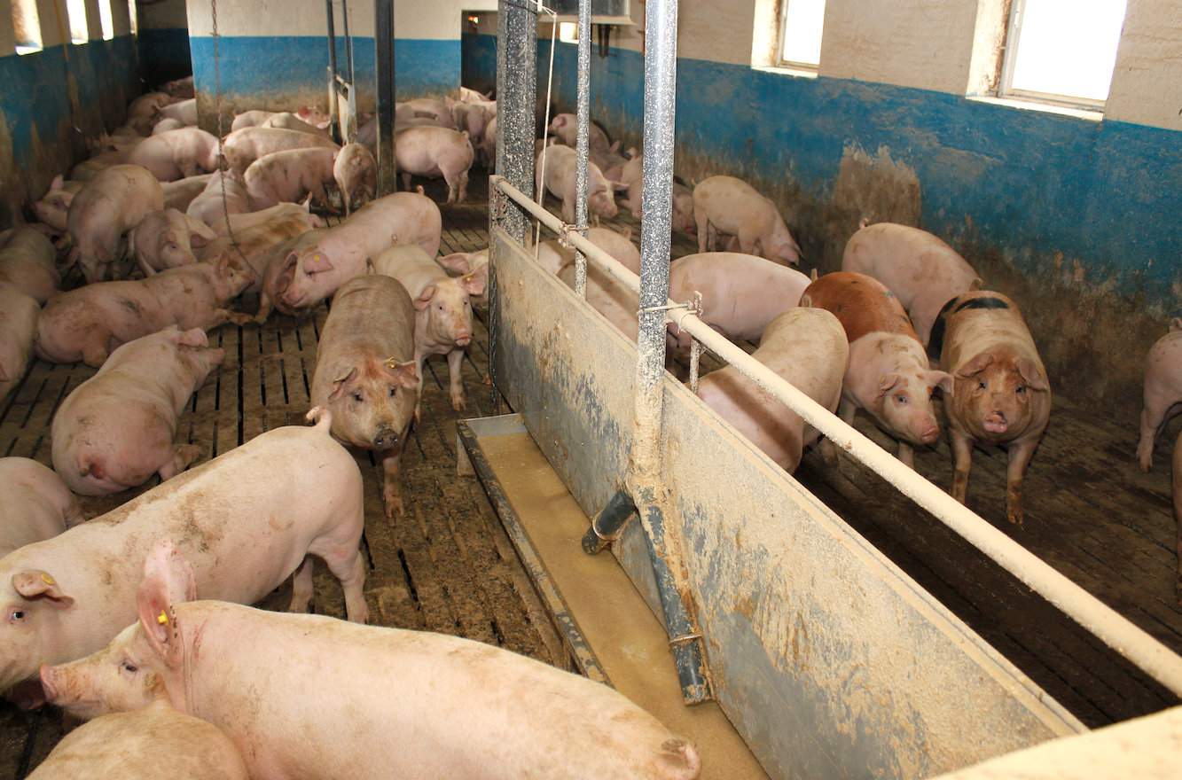 Jednym ze sposobów obniżenia kosztów żywienia jest karmienie świń paszą płynną, oczywiście pod warunkiem dostępu do tanich surowców
