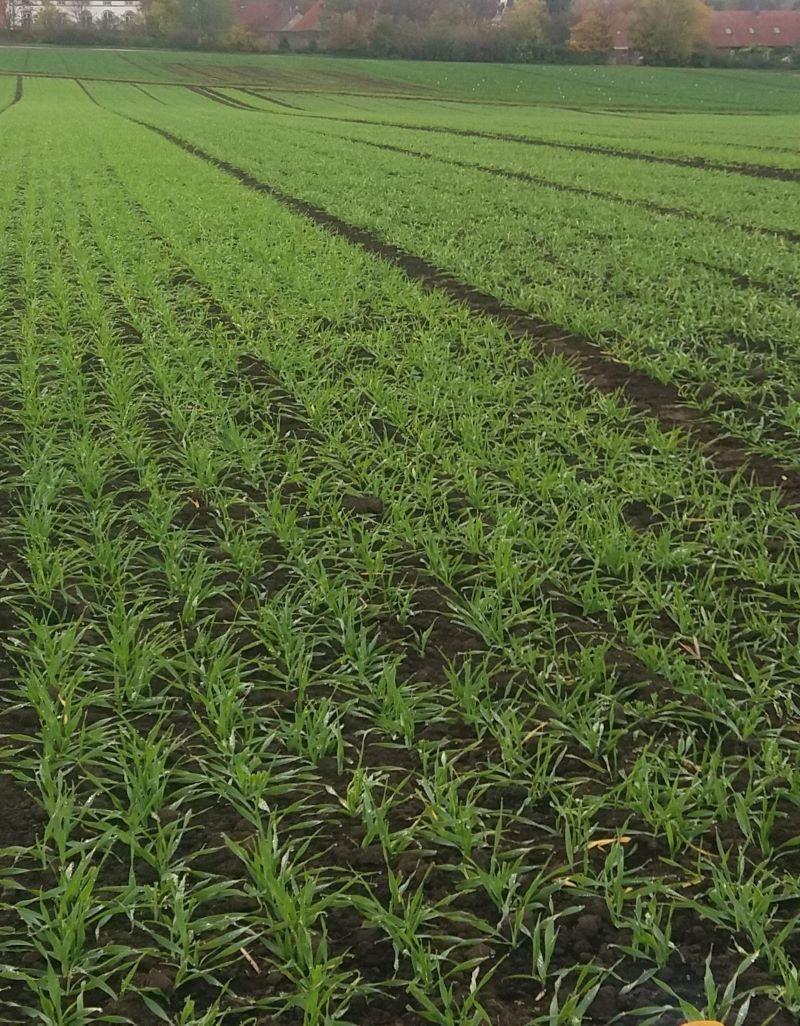 Faza szpilkowania lub faza od 2–3 liści do początku krzewienia są optymalnym i najczęściej wybieranym przez rolników terminem powschodowego odchwaszczania zbóż ozimych